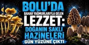 BOLU'DA BAHAR YAĞMURLARIYLA GELEN LEZZET: DOĞANIN SAKLI HAZİNELERİ GÜN YÜZÜNE ÇIKTI