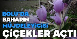 BOLU'DA BAHARIN MÜJDELEYİCİSİ ÇİÇEKLER AÇTI....