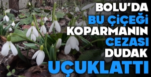 BOLU'DA BU ÇİÇEĞİ KOPARMANIN CEZASI DUDAK UÇUKLATTI...