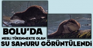 BOLU'DA NESLİ TÜKENMEKTE OLAN SU SAMURU GÖRÜNTÜLENDİ