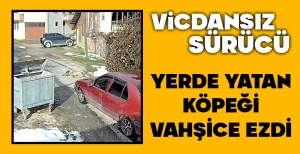 BOLU'DA YATAN KÖPEĞİ VAHŞİCE EZDİ...