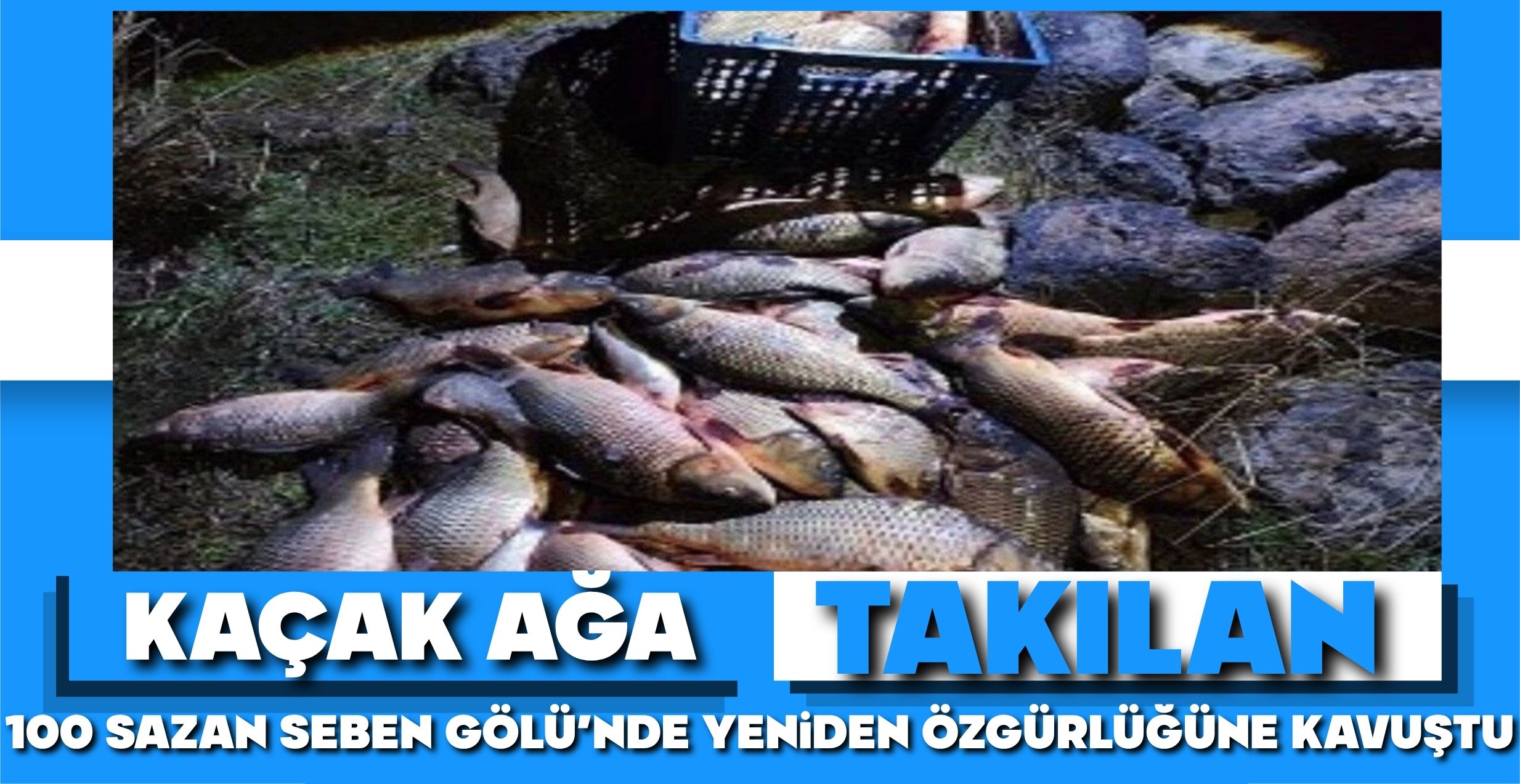 KAÇAK AĞA TAKILAN 100 SAZAN SEBEN GÖLÜ’NDE YENİDEN ÖZGÜRLÜĞÜNE KAVUŞTU