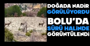 DOĞADA NADİR GÖRÜLÜYORDU... BOLU'DA SÜRÜ HALİNDE GÖRÜNTÜLENDİ....