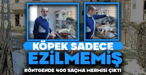 KÖPEK SADECE EZİLMEMİŞ... RÖNTGENDE 400 SAÇMA MERMİSİ ÇIKTI
