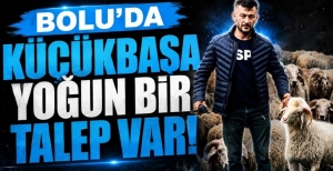 BOLU'DA KÜÇÜKBAŞA YOĞUN BİR TALEP VAR