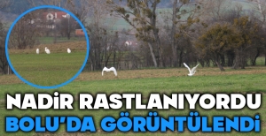 NADİR RASTLANIYORDU BOLU'DA GÖRÜNTÜLENDİ....