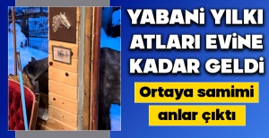 YABANİ YILKI ATLARI EVİNE KADAR GELDİ... ORTAYA SAMİMİ ANLAR ÇIKTI...